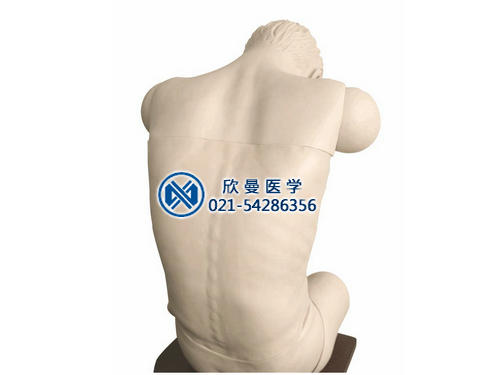 高級綜合穿刺術(shù)技能訓練模擬人（前傾坐位）