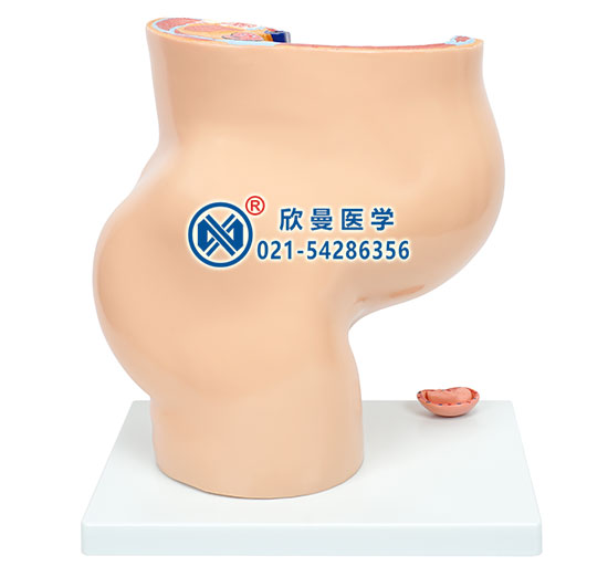 骨盆含妊娠九個(gè)月胎兒模型3