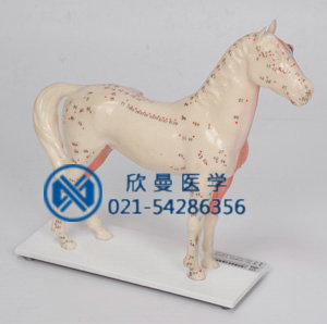 馬體經(jīng)絡模型穴位分布