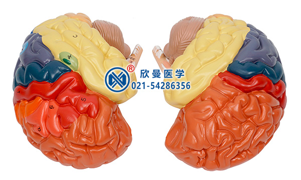 大腦皮質分區(qū)模型(分解為2部件)