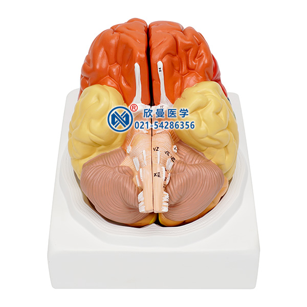 大腦皮質分區(qū)模型整體結構