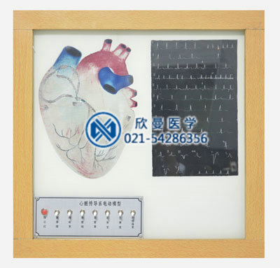 心臟傳導(dǎo)系電動模型整體結(jié)構(gòu)