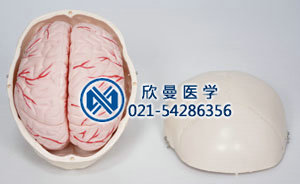 頭顱骨帶腦動脈模型的動脈分布情況