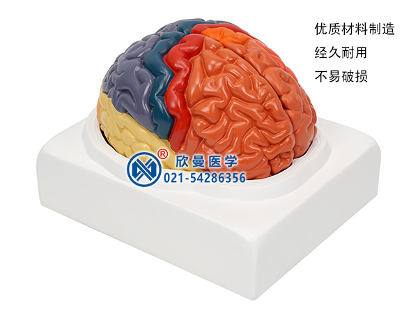 大腦皮質分區(qū)模型