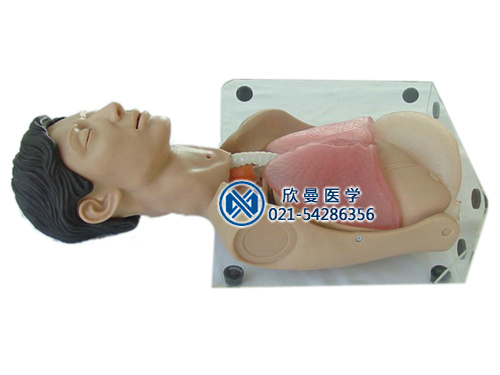 透明洗胃、胃腸減壓仿真標(biāo)準(zhǔn)化病人