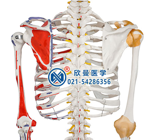 人體骨骼附關(guān)節(jié)韌帶和肌肉起止點著色模型細(xì)節(jié)1