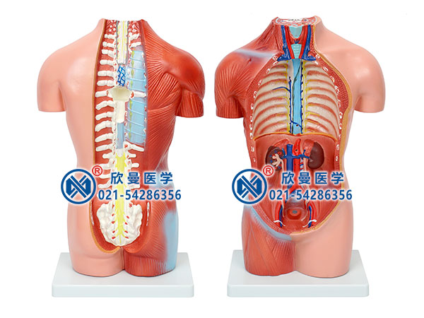 42CM無(wú)性人體軀干模型