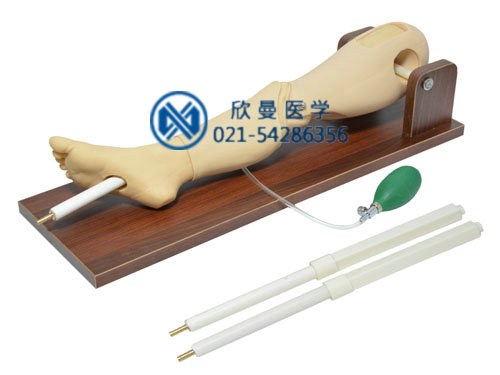 骨穿刺及股靜脈模型，骨內(nèi)灌注及股靜脈穿刺腿部模型