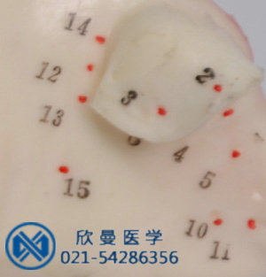 模型穴位采用數(shù)字標(biāo)注，清晰可見。