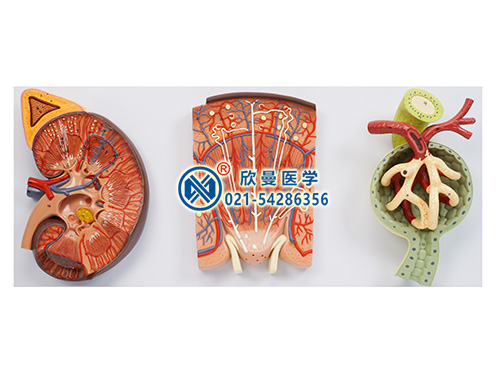 豪華腎臟、腎單位、腎小球放大模型
