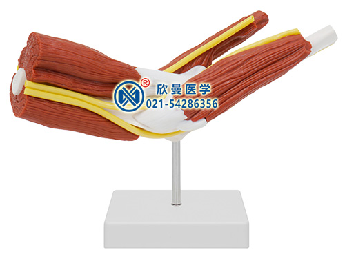 高級(jí)心肺復(fù)蘇、創(chuàng)傷、AED除顫訓(xùn)練模擬人