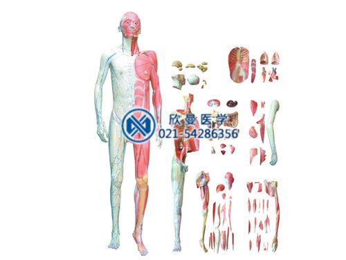 人體層次解剖模型，人體層次肌肉附內(nèi)臟模型
