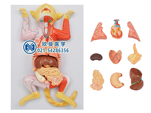 貓解剖模型,動物醫(yī)學解剖模型