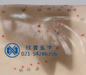 模型穴位采用數(shù)字標(biāo)注，清晰可見。