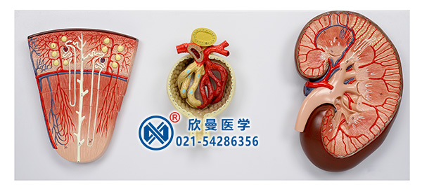 腎與腎單位、腎小球放大模型