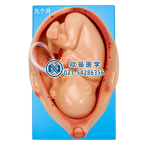 宮內發(fā)育示教模型(九個月)