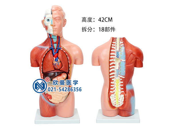 無(wú)性人體軀干模型整體結(jié)構(gòu)