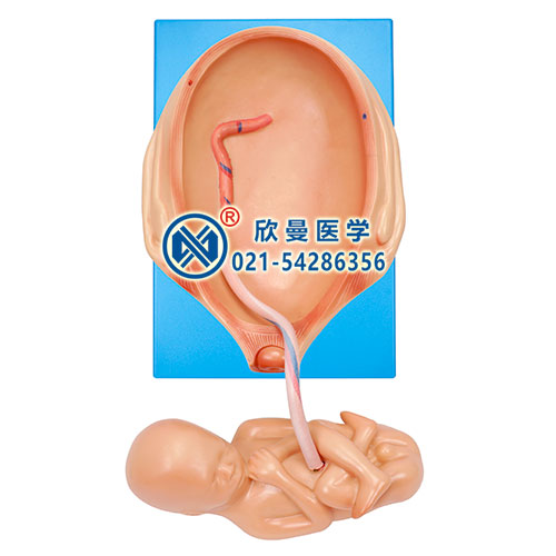 宮內發(fā)育示教模型(八個月,胎兒可取出)