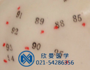 模型穴位采用數(shù)字標注，清晰可見
