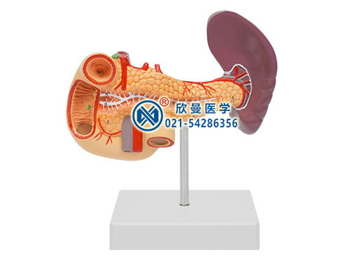 胰、十二指腸和脾模型