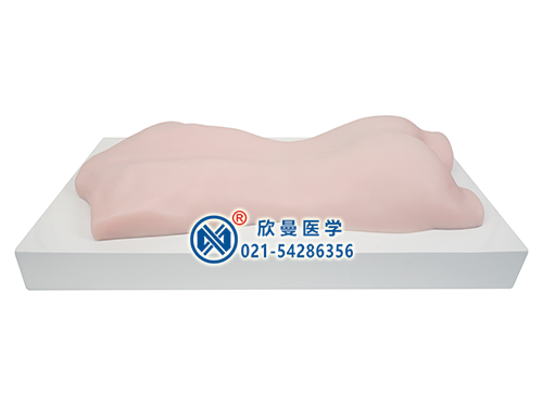 中醫(yī)拔罐、刮痧、推拿練習(xí)模型