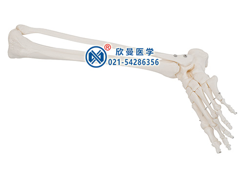 足骨、腓骨和脛骨模型