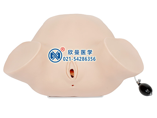 四步觸診、肛查、陰道檢查監(jiān)測考核指導(dǎo)訓練模型整體結(jié)構(gòu)