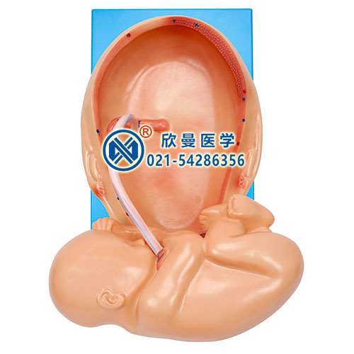 宮內發(fā)育示教模型(九個月,胎兒可取出)