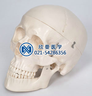 頭顱骨帶腦動脈模型整體結(jié)構(gòu)