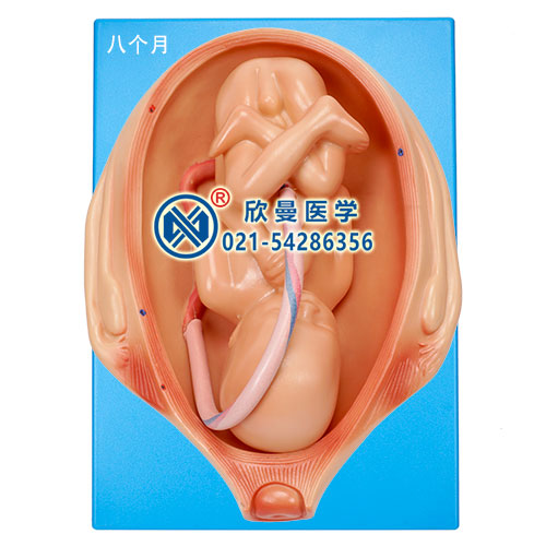 宮內發(fā)育示教模型(八個月)
