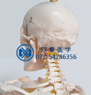 模型頭顱后部結(jié)構(gòu)特征，帶頸椎