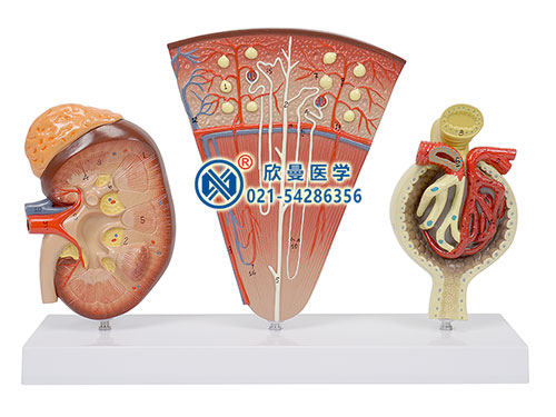 腎剖面、腎單位、腎小球模型