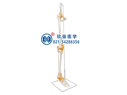 足骨、脛腓骨、股骨附髖骨帶韌帶模型