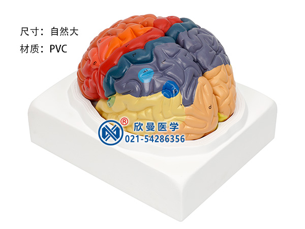 大腦皮質分區(qū)模型