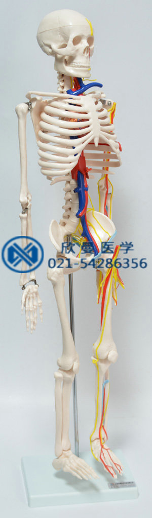 人體骨骼附主要?jiǎng)用}和神經(jīng)分布模型右側(cè)血管神經(jīng)分布
